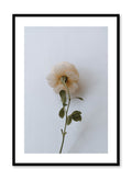 "Floral Romance" is a flower photography poster by Opposite Wall of a single light pink rose over a white background.