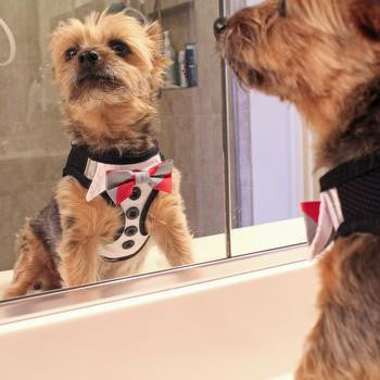 TUXEDO BOWS- AMERICAN RIVER CHOKE FREE DOG HARNESS, Dress - Bones Bizzness