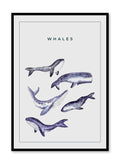 Whale Gang' is a minimalist illustration by Opposite Wall of five types of whales drawn in grey-blue colours over a light aqua blue background.